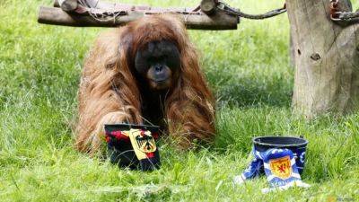 Oracle orangutan backs Germany for Euros win against Scotland