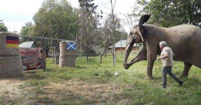 Bubi the elephant predicts Germany to win Euro 2024 opener against Scotland