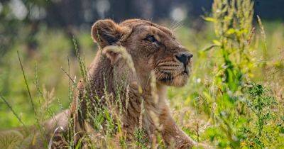 Chester Zoo launches half price tickets for special summer event