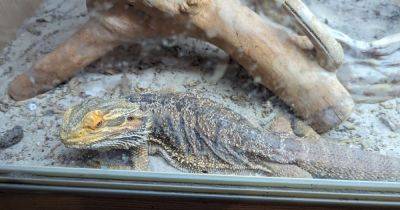 Pet ban for man over mistreatment of geckos and bearded dragon - manchestereveningnews.co.uk