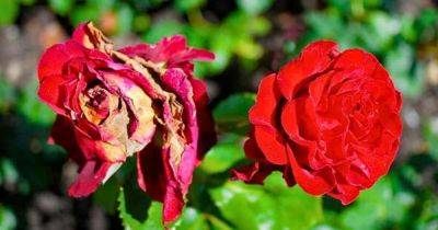 Alan Titchmarsh shares how to stop harmful summer disease from 'killing off' roses