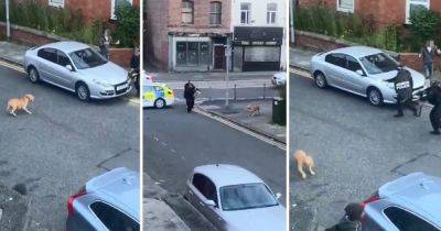 Footage shows out-of-control XL Bully being chased by armed cops before being shot dead following horror attack on woman