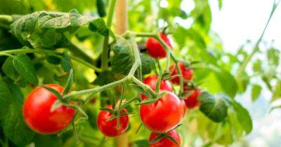 Boost your tomato plant harvest with 'banana peel water' hack shared by gardener