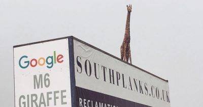 The M6 Giraffe is set to return, two years after being blown over in a storm