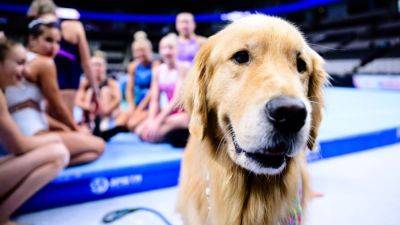 A day in the life of Beacon, the therapy dog at U.S. Olympic gymnastics trials - ESPN