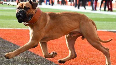 Nick Cammett - Diamond Images - Getty Images - Cleveland Browns mourn death of bullmastiff mascot, PETA implores team to rescue dog from local animal shelter - foxnews.com - county Brown - county Cleveland