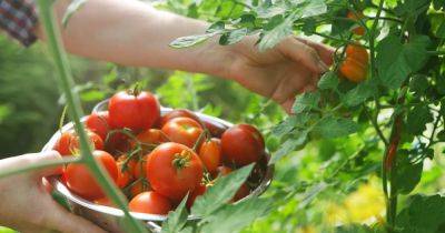 Monty Don: Get bigger tomatoes with one-ingredient homemade fertiliser - manchestereveningnews.co.uk
