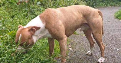 Dog owner attacked after 'XL Bully' tried to mate with her cockapoos - manchestereveningnews.co.uk