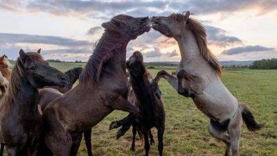 Hungarian scientists capture majestic wild horses in their natural habitats thanks to drones