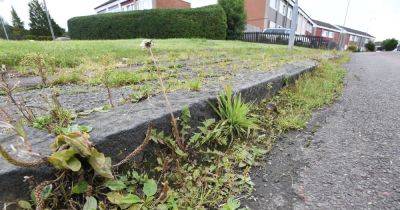 Borough overrun by out of control weeds on 2,000km of roads and footpaths