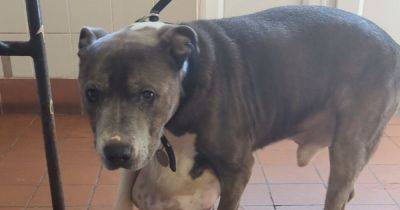 Dog with large tumour found wandering in park after being dumped
