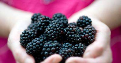 Free berry is a superfood that cuts infection and inflammation