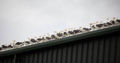 Town invaded by 'apocalyptic' swarm of seagulls despite being 30 miles from the sea