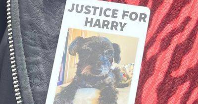 'My little Harry didn't stand a chance... he didn't deserve to die like that' - manchestereveningnews.co.uk - Jordan