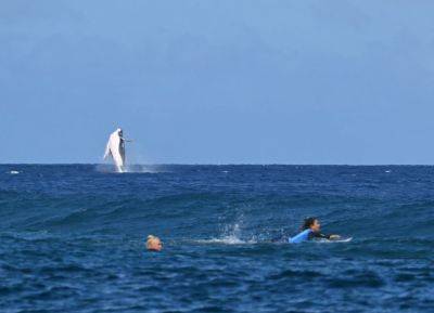 Whale Upstages Athletes During Olympic Surfing Competition