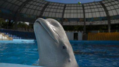 Dolphins in Ukraine also aware of war-torn surroundings