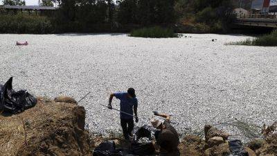 Bay - Greek authorities announce financial support after dead fish wash into Volos - euronews.com - Greece