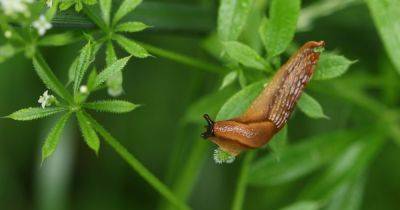 Gardeners are being warned to prepare ahead of September slug invasion
