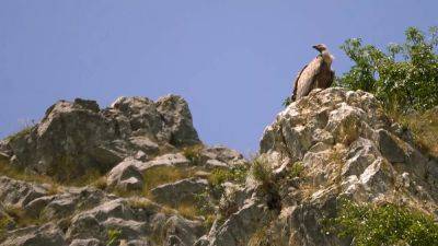 Discover Uvac River Canyon’s Griffon vultures and Pešter Plateau delicacies in Serbia