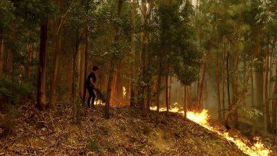 Portugal battles with fires: 62,000 hectares burned and seven lives lost