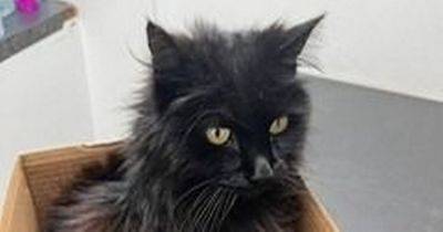 Cat reunited with its family after going missing almost a DECADE ago