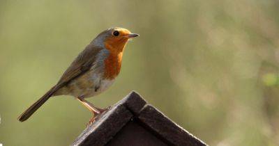 Garden tragedy warning issued as two robins killed in deadly glue traps - manchestereveningnews.co.uk - Scotland