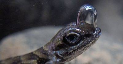 Meet the scuba-diving lizard known as the 'chicken nugget of the forest'