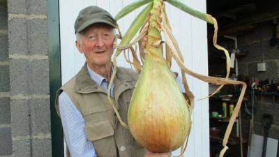 From huge aubergines to long runner beans: Inside the world of giant vegetable growing