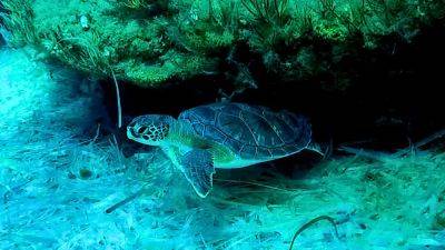 Turtle comebacks and solar breakthroughs: Positive environmental stories from 2024