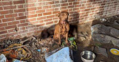 Abandoned in a garage in disgusting conditions, when her mate died she refused to leave his side