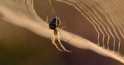 Spiders 'attracted to' these five things in your home say experts - how to keep them out