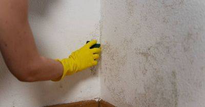 Prevent mould and damp in your home with German method that's 'basically free'