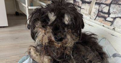 Owner taken to court after dog was left so neglected vets had no option - manchestereveningnews.co.uk - county Stokes