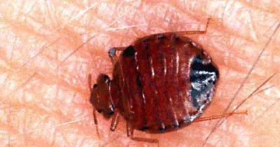 Experts issue warning to Brits to look out for these key signs of bedbugs in homes