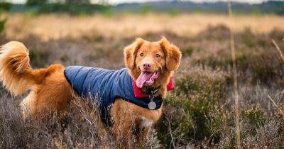 The 203 dog-friendly walks across Greater Manchester - manchestereveningnews.co.uk