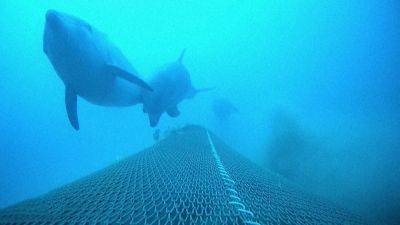 Dolphin conservation and fishermen's livelihoods in the Bay of Biscay: A difficult balance - euronews.com - France - Eu - county Bay