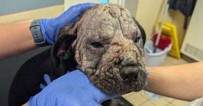 Puppy in 'dreadful state' found cruelly dumped on the Rochdale Canal - manchestereveningnews.co.uk - county Cheshire - county Oldham