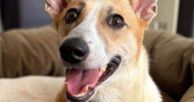 These 10 dogs are looking for their forever homes in Greater Manchester