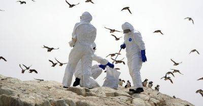 Bird flu symptoms in humans after case confirmed in UK