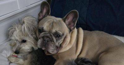 Family speak of heartbreak after two pet dogs killed - manchestereveningnews.co.uk