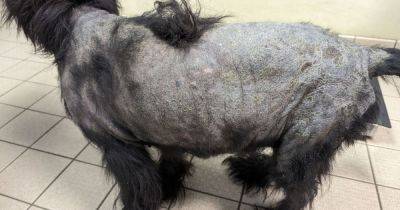Woman taken to court after RSPCA officer noticed 'significant' issues with tragic pet dog immediately