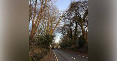 Major road closed as worker rushed to hospital after falling from tree