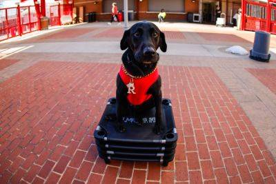 North Carolina Sports Fans Mourn The Passing Of Ripken The Bat Dog - foxnews.com - county Day - state North Carolina - county Bay - state Wolfpack