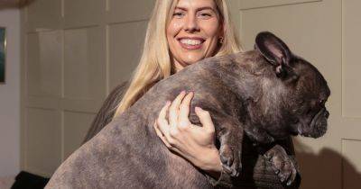 'My French bulldog is absolutely MASSIVE - he could be the biggest in the world'