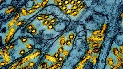 WHO says risk of bird flu 'still low' after US reports its first human death
