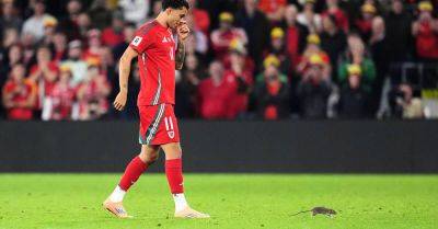 Cardiff defend pest control policy after rat halts Wales match
