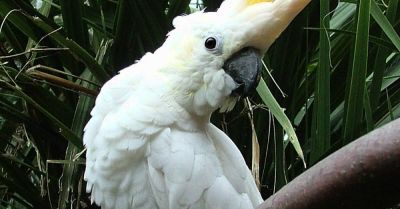 Feather in his cap as Dublin Zoo names parrot after World Cup qualifier hero