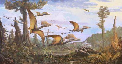 From pterosaur to planes: how fossils from a flying reptile could make aircraft safer - manchestereveningnews.co.uk