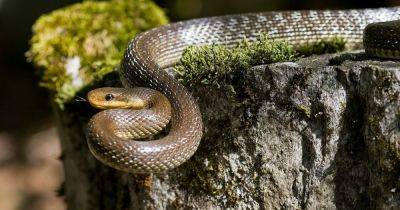 Southern - Are aesculapian snakes poisonous as massive 6.5ft invasive species 'accidentally' introduced to UK - manchestereveningnews.co.uk - Britain - France - county Bay
