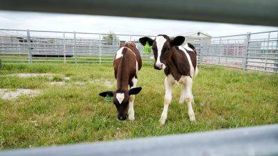 Bird flu: US detects new type of H5N1 virus in dairy cows - euronews.com - Usa - Canada - state Nevada - state Louisiana